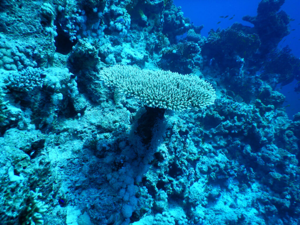 rafy koralowe w Sharm el Sheikh  - Koralowiec twardy na dnie morza Far Garden w Cieśninie Tiran - Morze Czerwone w Egipcie
