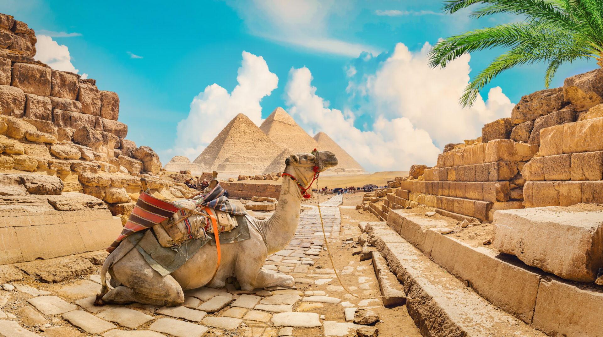 Wielbłąd w pobliżu piramid na gorącej pustyni w Egipcie