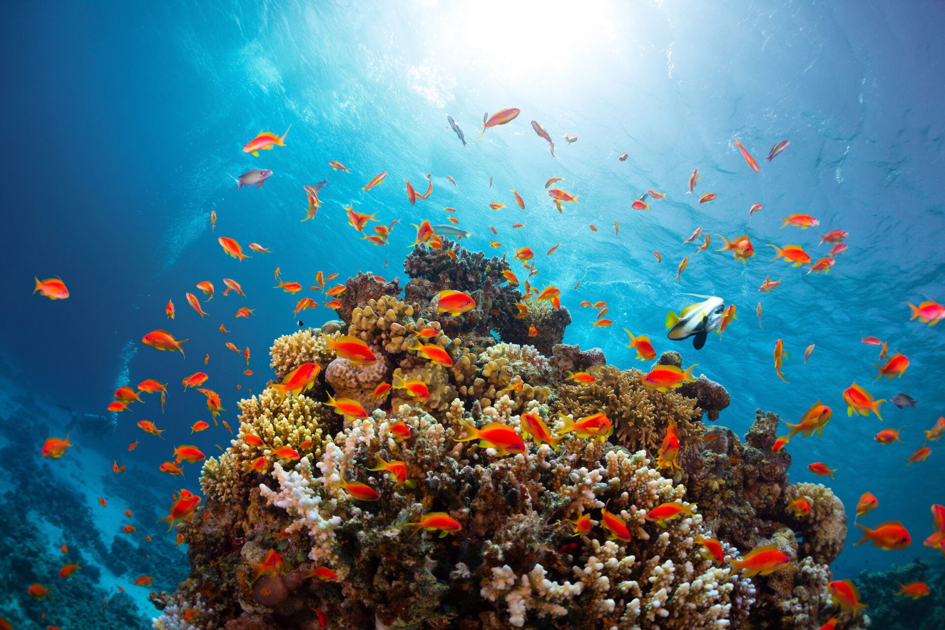 Rafa koralowa z rybami wokół z czystą niebieską wodą na tle