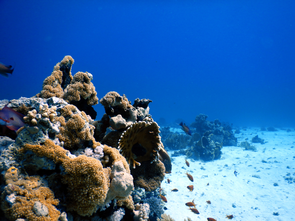 Nurkowanie przy wyspie Tiran, rafy koralowe, Egipt