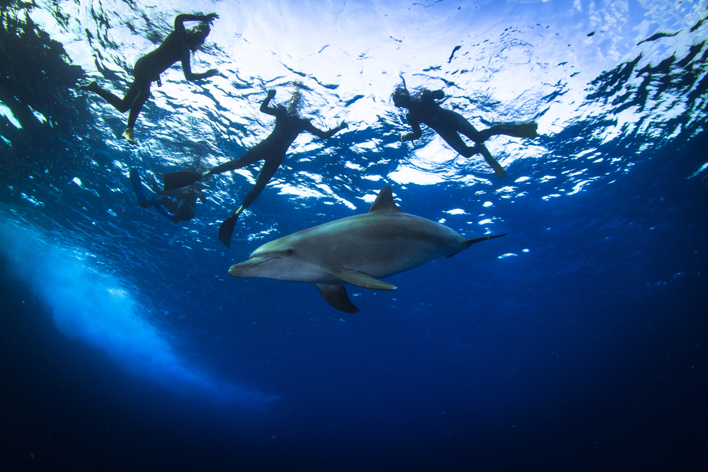 Nurkowanie z delfinami w Delfinarium w Sharm el Sheikh, Egipt, licencja: shutterstock