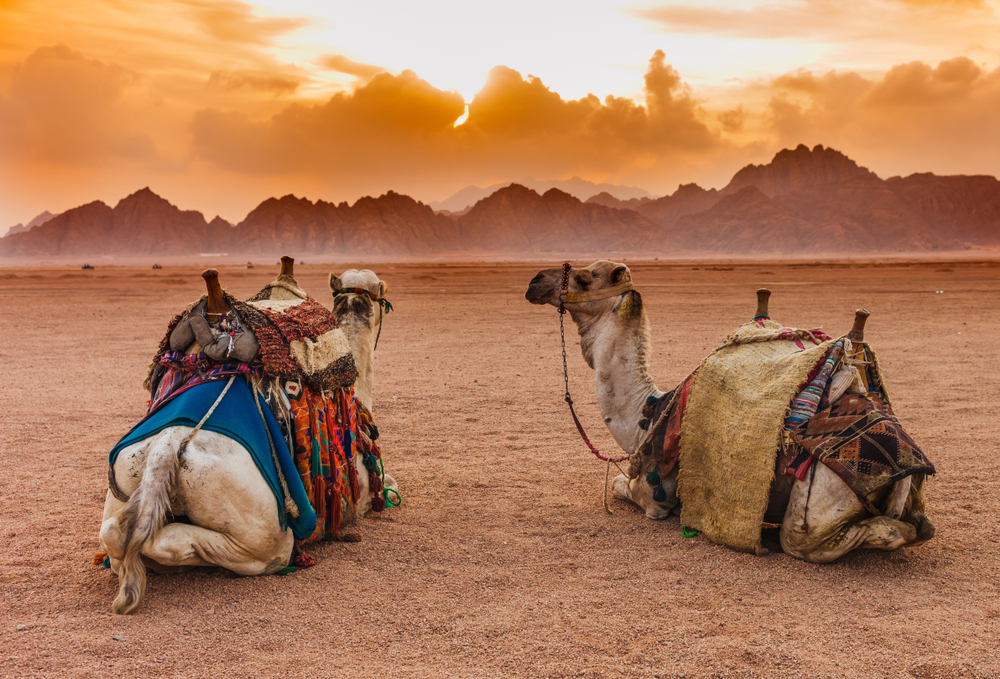 Dwa wielbłądy na pustyni Synaj, Sharm el Sheikh, Egipt, licencja: shutterstock